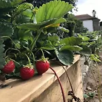 Kır Evi Quinta De Guimaraes *