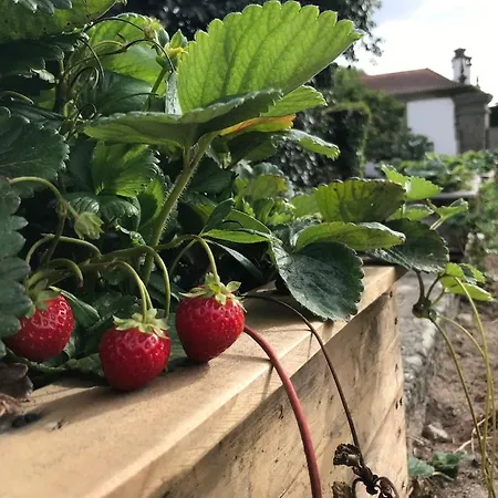 Εξοχικό σπίτι Quinta De Guimaraes *