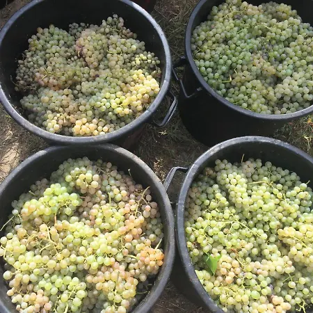 Quinta De Guimaraes Casa di campagna Miguas