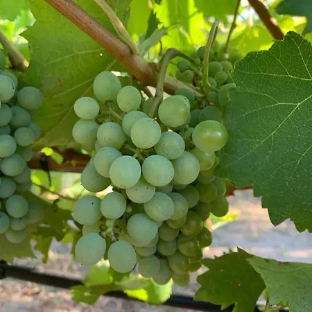 Εξοχικό σπίτι Quinta De Guimaraes *