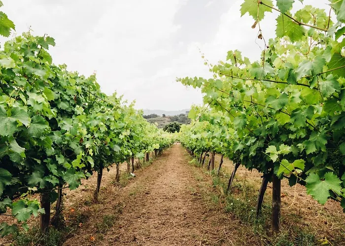 Gospodarstwo wiejskie Quinta De Guimaraes