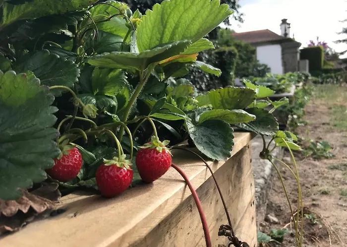 Gospodarstwo wiejskie Quinta De Guimaraes *