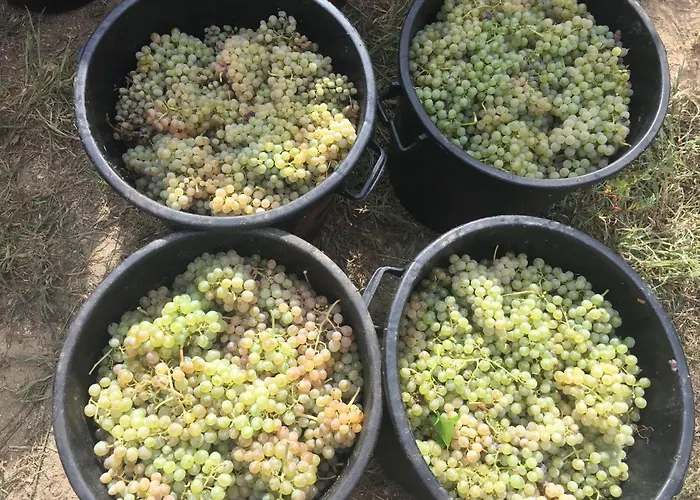 Quinta De Guimaraes Εξοχικό σπίτι Miguas