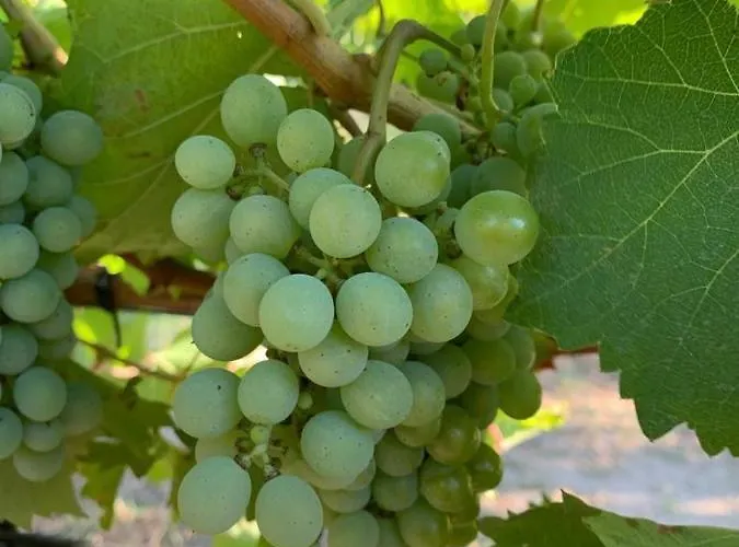 Gospodarstwo wiejskie Quinta De Guimaraes *